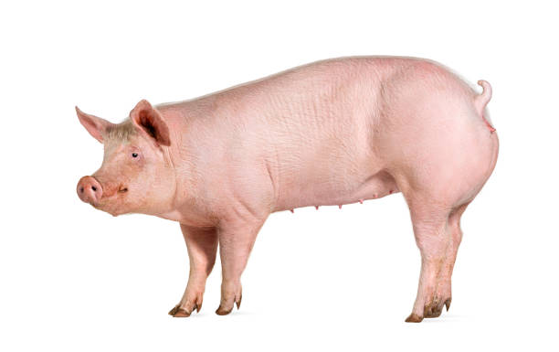 istock Side view of a Domestic pig, isolated on white 2173356890