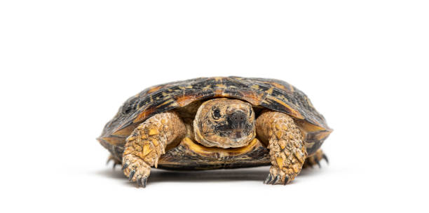 istock Flat-shelled pancake tortoise, Malacochersus tornieri, isolated on white 2173356946