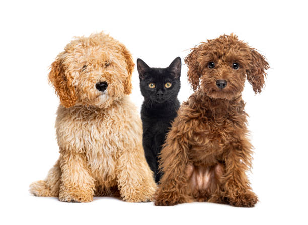istock Group of one cat and two dogs posing on white background 2173356955