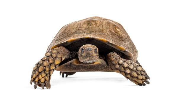 istock Asian forest tortoise, Manouria emys, isolated on white 2173357036