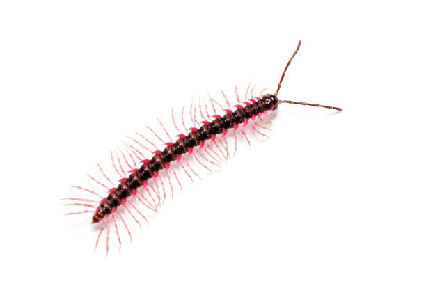 Top view of a Desmoxytes planata Millipede, isolated on white background