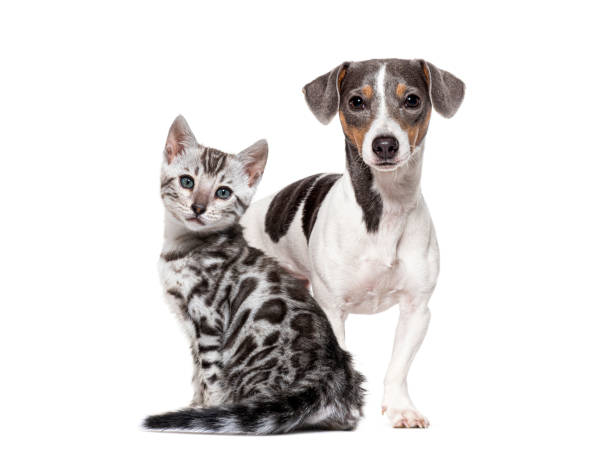 istock Bengal cat kitten sitting with a jack russell terrier standing on white background 2173357160