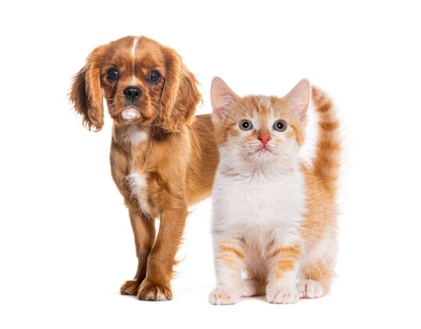 istock Cavalier king charles spaniel puppy standing with ginger kitten 2173357247