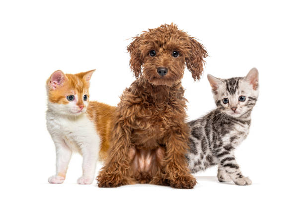 istock Adorable puppy sitting with two kittens on white background 2173357249
