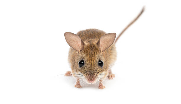 istock Spinifex hopping mouse, Notomys alexis, standing on white background looking forward 2173357278