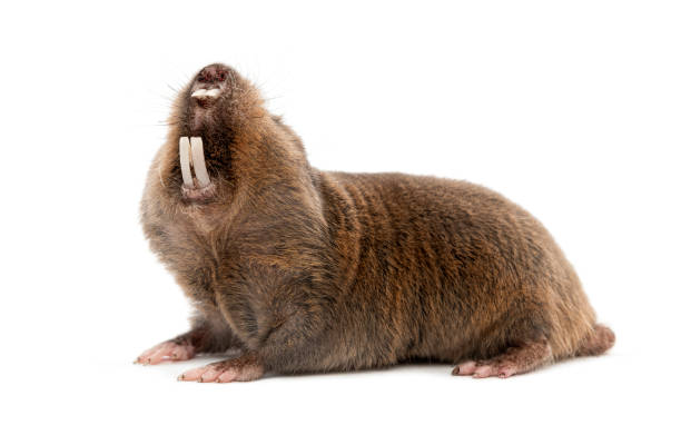 Mole; Mole-rat; Fukomys anselli; Ansell's mole-rat; Rat; Rodent; Mammal; Wild Animal; wild; Wildlife; Vertebrate; animal; studio; Studio shot; nobody; no people; Eusocial; White background; Cut out; isolated on white; Isolated; White; Profile; Side view; One animal; brown; mouth open; teeth; sharp; tooth; teething; Showing teeth; brown; furry; incisors; aggressive; menacing; sharp; digging; burrowing; underground; subterranean; gnawing; animal behavior; survival instincts