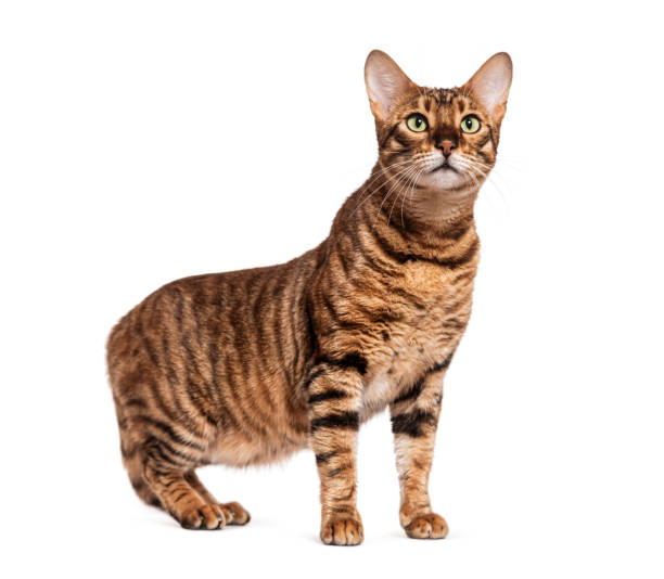 istock Toybob cat standing and looking up with curiosity 2173357440