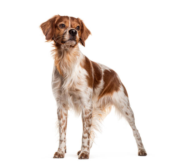 istock Curious brittany dog standing on a white background looking up 2173357775