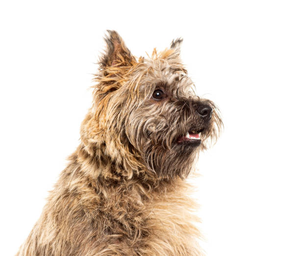 istock Profile of a Cairn terrier dog panting and looking away, isolated on white 2173357821