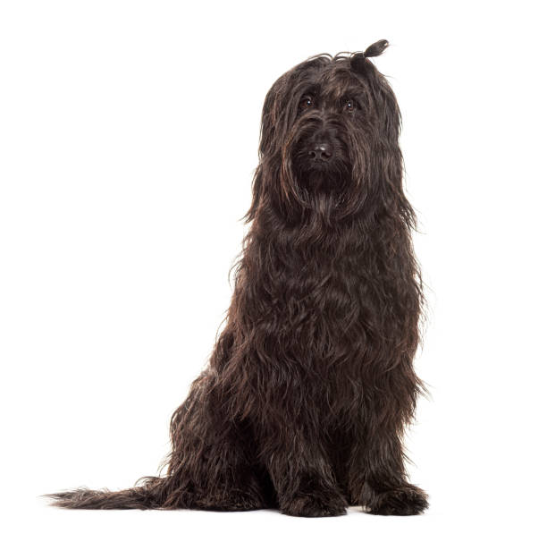 Adorable black briard dog with a long coat sitting on a white background