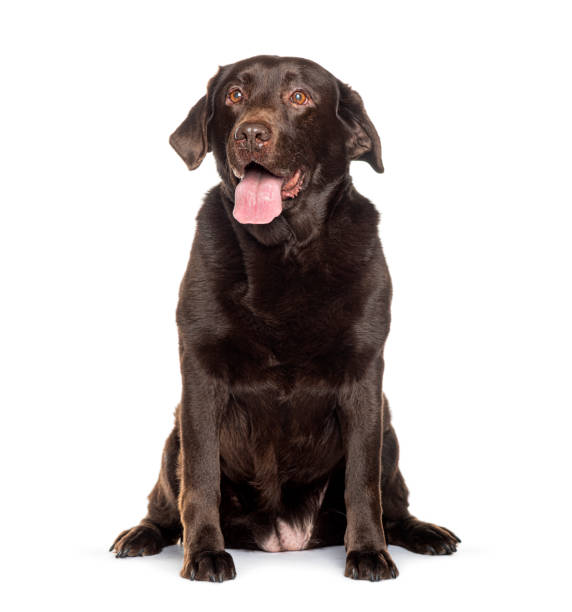istock Chocolate labrador retriever sitting and panting on white background 2173358011