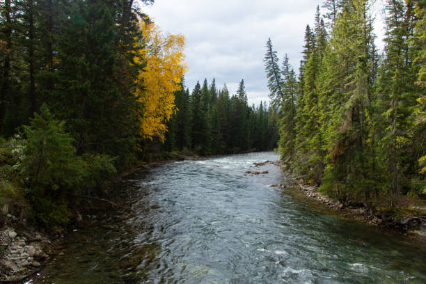 istock Athabasca River through its passage in Maligne Canyon 2173358508