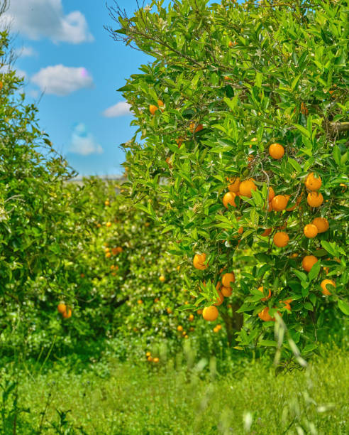 istock Orange grove - with ripe oranges 2173359009