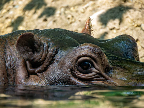 istock african hippo close up portrait 2173359298