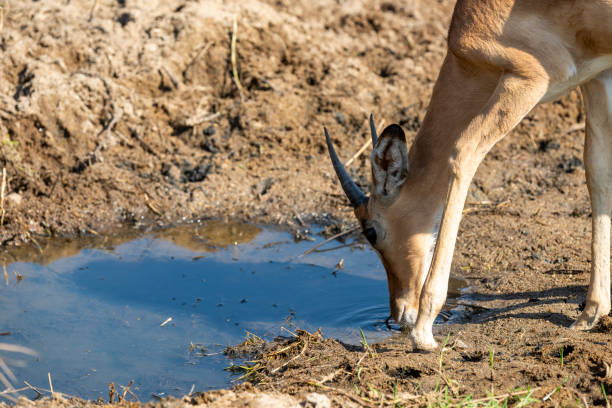 istock The impala or rooibok (Aepyceros melampus) is a medium-sized antelope found in eastern and southern Africa. 2173360027