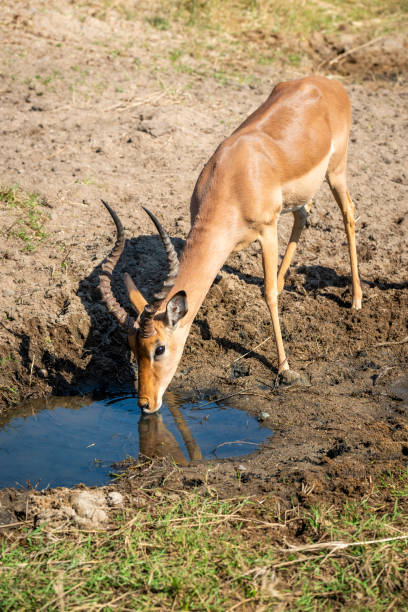istock The impala or rooibok (Aepyceros melampus) is a medium-sized antelope found in eastern and southern Africa. 2173360029