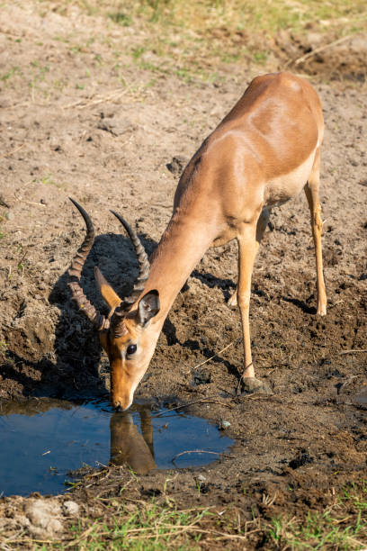 istock The impala or rooibok (Aepyceros melampus) is a medium-sized antelope found in eastern and southern Africa. 2173360040