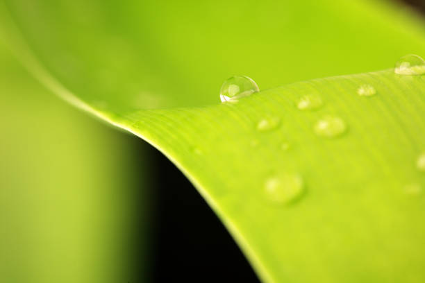 A stunning close-up image of a fresh green leaf showcasing vibrant water droplets. This photograph captures nature's beauty and tranquility. Perfect for eco-themed projects.