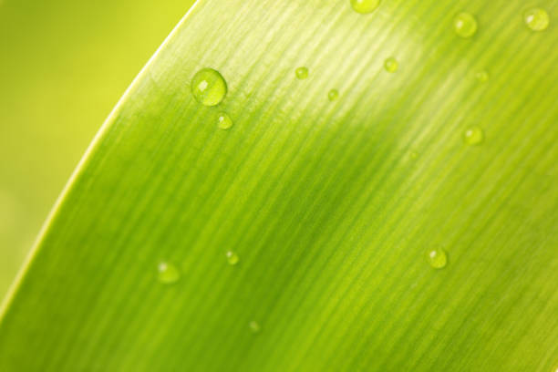 A close-up image of a vibrant green leaf adorned with delicate dew drops. This photo highlights the beauty of nature and the freshness of a sustainable environment.