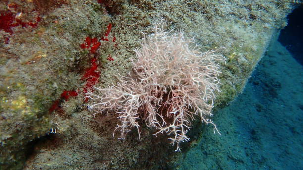 istock Red algae Amphiroa rigida undersea, Aegean Sea, Greece, Santorini 2173364048