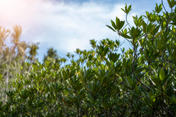 A low-angle close-up shot of lush green mangrove foliage looking up against a cloudy blue sky, showing the intricate details and textures on the leaves and branches.concept of world earth day and environmental conservation