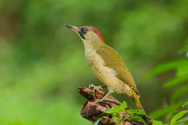 European green woodpecker (Picus viridis)