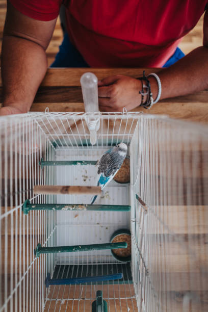 istock Man observing a parakeet inside a birdcage from above with wooden table background 2173367197