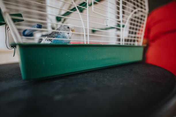 Close-up of a blue and white parakeet inside a green cage, placed on a black table. The vibrant bird captivates with its bright colors and curious demeanor.