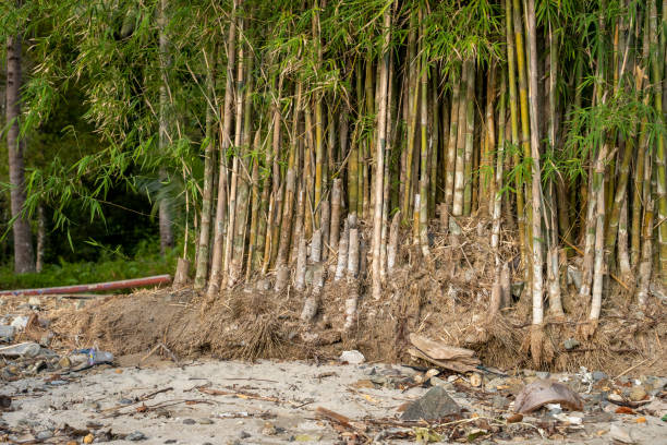 istock Bamboo Grove on Sandy Shore with Debris 2173368805