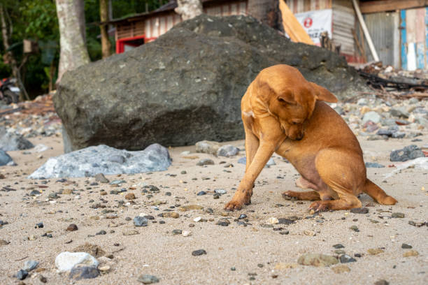 istock A Brown Dog Scratching Itself on a Sandy Beach 2173369510