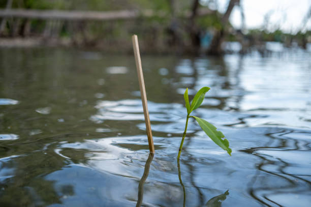 A young mangrove sprout emerges from the surface of a still body of water.