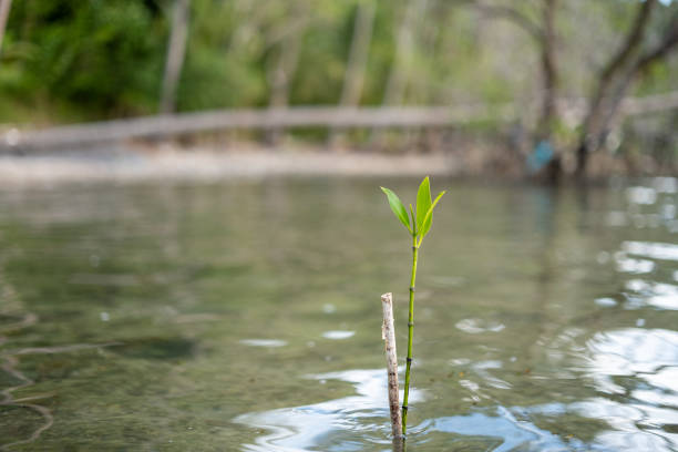 A single mangrove sprout with green leaves emerges from the shallow water, suggesting growth and resilience in a coastal environment.