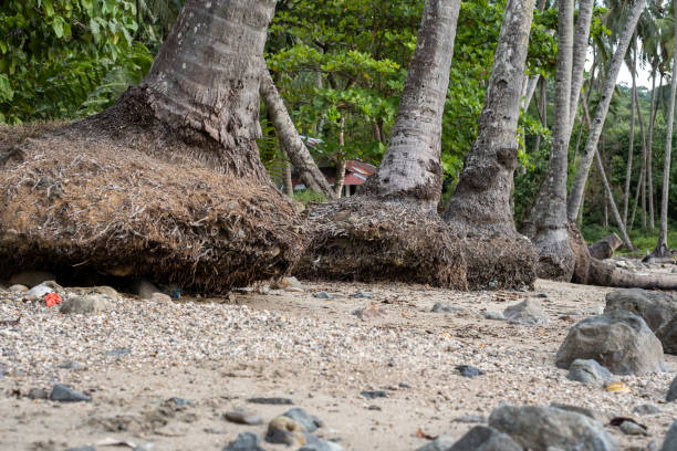 A close-up view of the exposed roots of several palm trees on a beach.