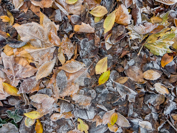 istock Morning dew on autumn leaves. 2173371289
