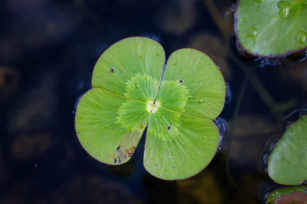Cute clover aquatic plant floating on the water surface