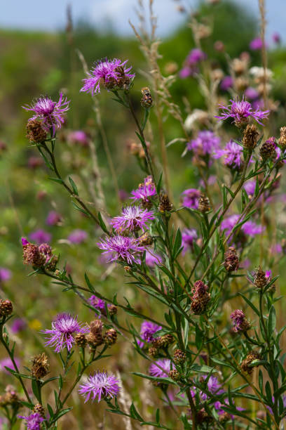 istock Blooming meadow knapweed, Centaurea jacea, on the meadow 2173373065
