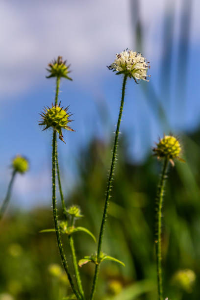 istock Dipsacus pilosus, Small Teasel. Wild plant shot in summer 2173374994