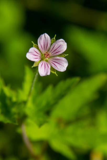 istock Siberian geranium Geranium sibiricum grows in summer in the wild 2173375164