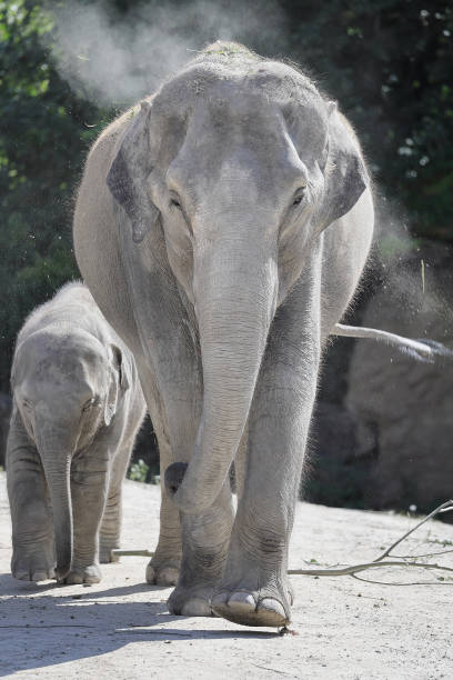 istock Asian Elephant Mother and Child 2173375368