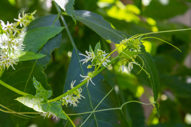 istock Wild cucumber, Echinocystis lobata white flowers closeup selective focus 2173378191