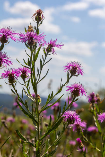 istock Blooming meadow knapweed, Centaurea jacea, on the meadow 2173378215