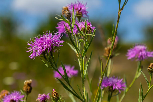 istock Blooming meadow knapweed, Centaurea jacea, on the meadow 2173378227