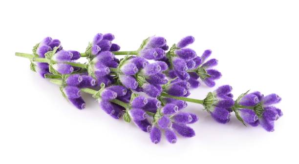istock Lavender flowers isolated on white background 2173379325