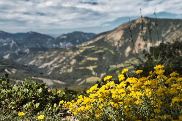 Chorges, France - July 2, 2024. Close-up view of pretty yellow flowers growing on the edge of a cliff in the heart of the French Alps