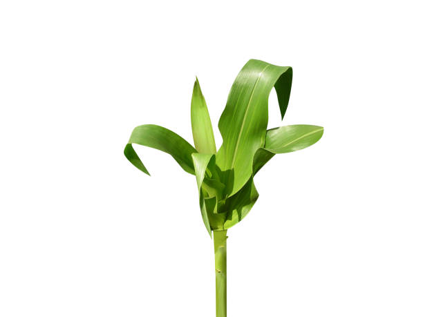 istock Zea mays or Maize plant 2173387574