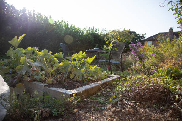 Natural garden with old cherry tree in the early morning sunlight in may