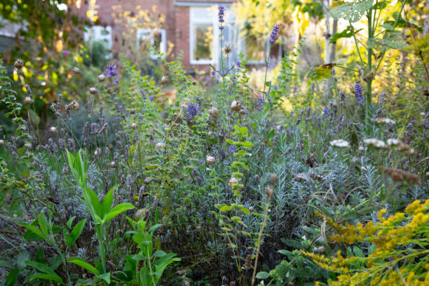 Tangle of plants in an overgrown flowerbed