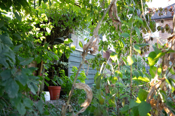Messy garden corner with shed and plant pots