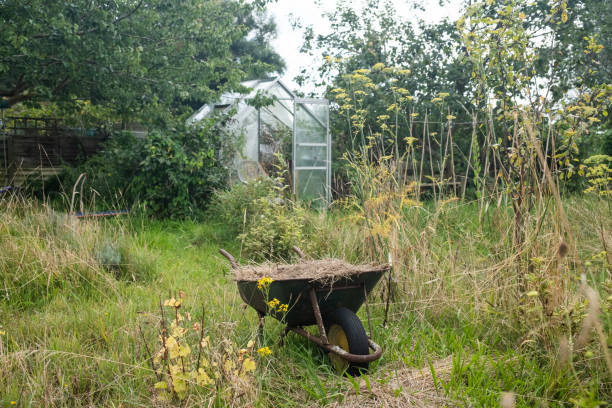 Unused greenhouse with wheelbarrow, surrounded by long grass and overgrown trees