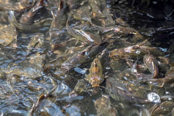 istock Bait fish in a basket 2173394825